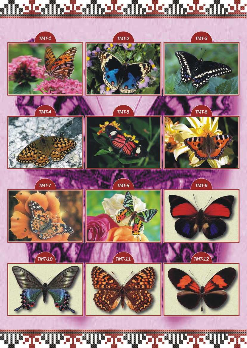 Каталог ескізів Тварини Метелики ТМТ 1
